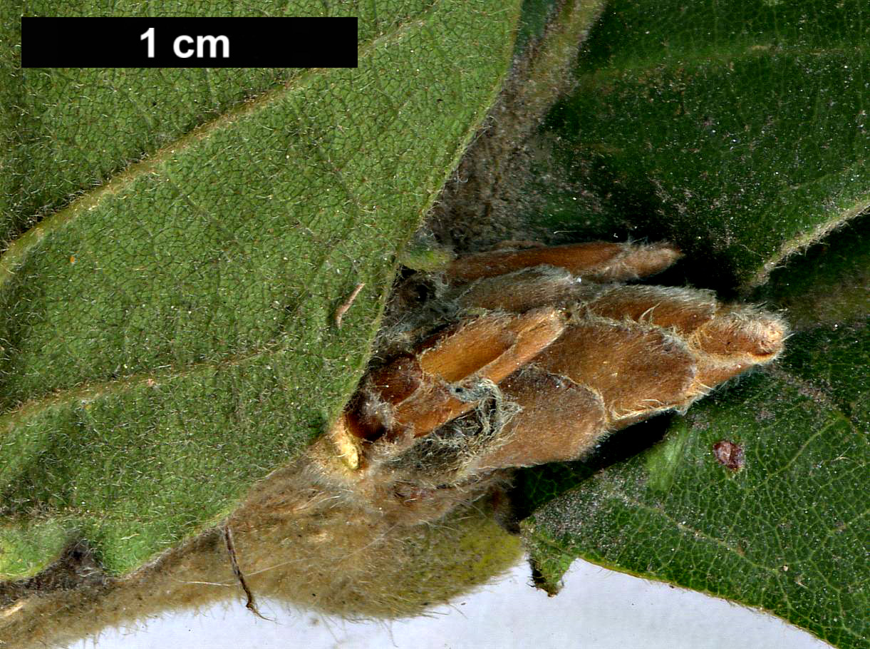 High resolution image: Family: Fagaceae - Genus: Quercus - Taxon: dentata - SpeciesSub: 'Sir Harold Hillier'